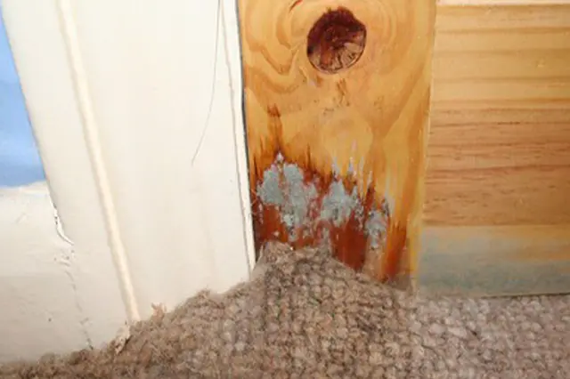 How do you prevent mold after water damage?