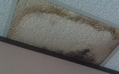 How long does it take for mold to grow on wet drywall?