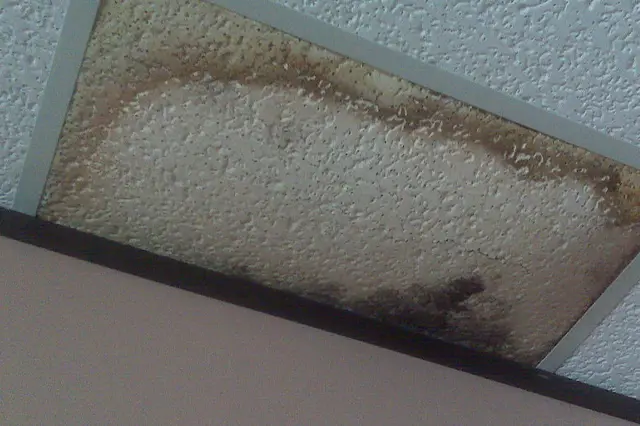 How long does it take for mold to grow on wet drywall?